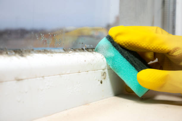 Best Residential Mold Remediation in Sagamore, MA